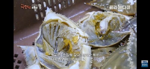 아낌없이 다 주는 꽃게