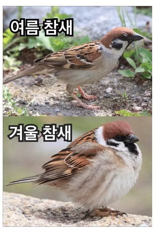 감자빵 루팡