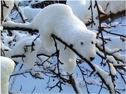 곰이 걸려있네