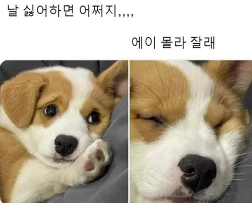 아 몰랑