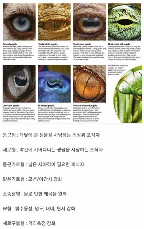 신비의세계