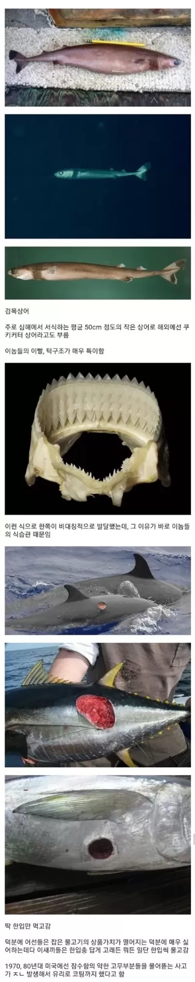 한입충 레전드